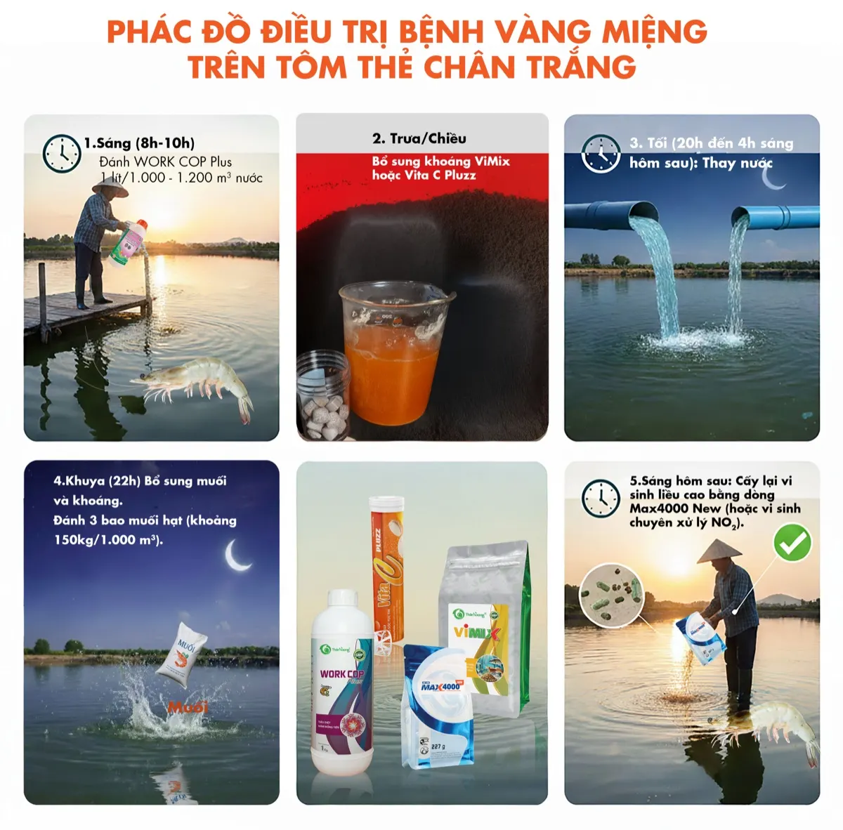 Phác đồ điều trị bệnh vàng miệng trên tôm — cập nhật 2026