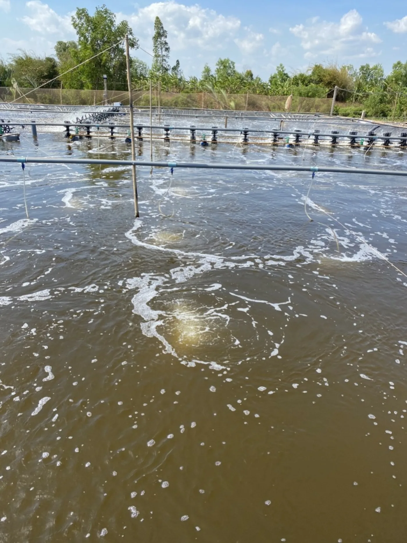 Stable pond with aeration