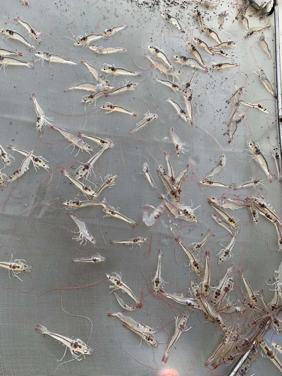 Healthy whiteleg shrimp