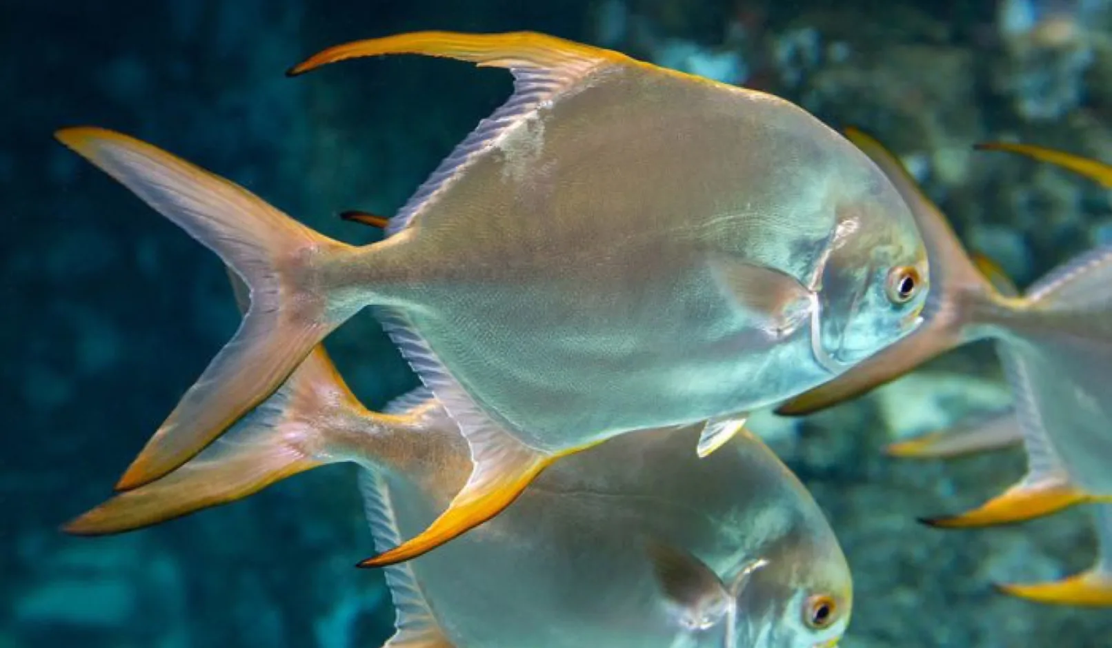 Golden pompano