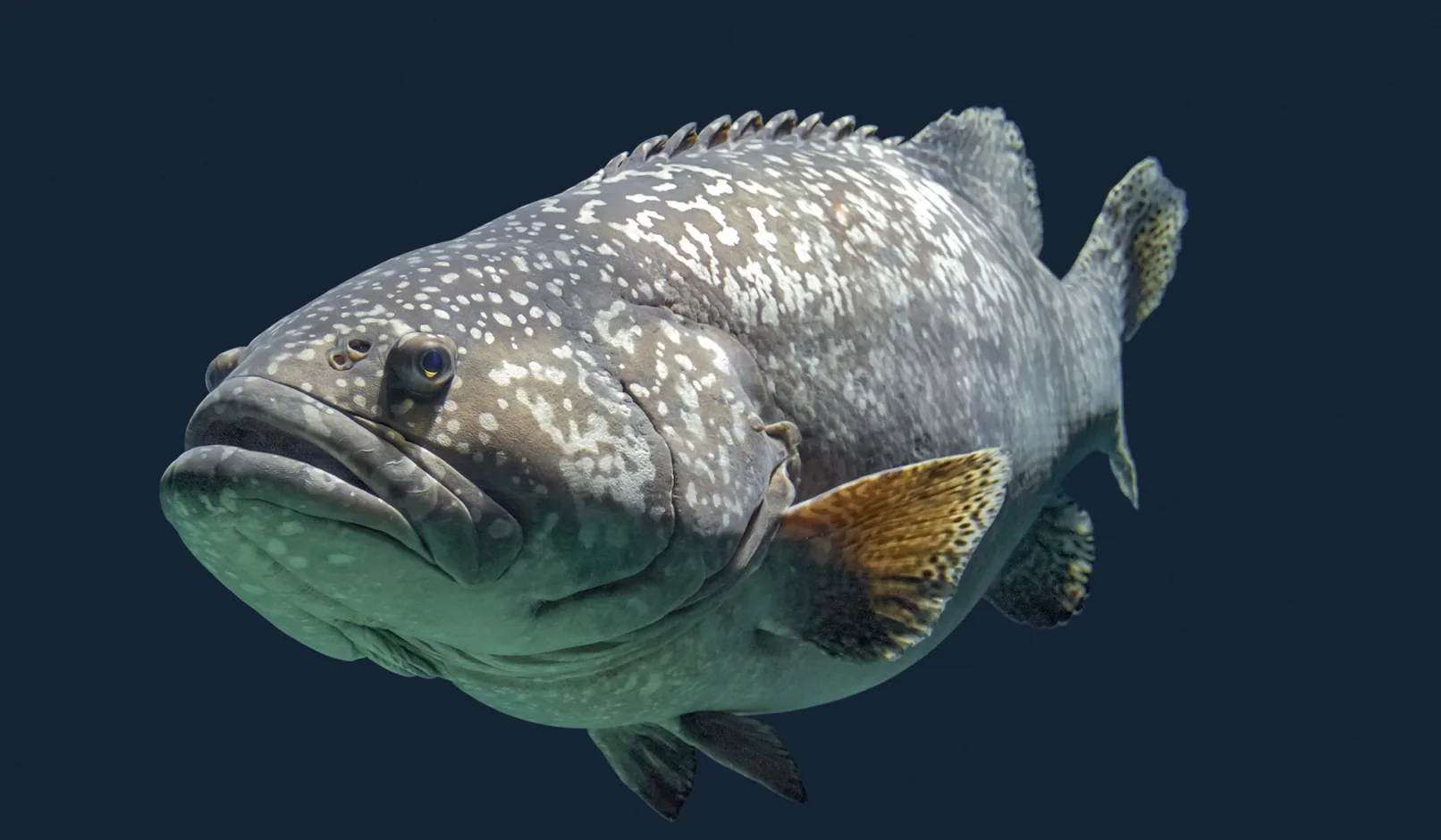 Grouper
