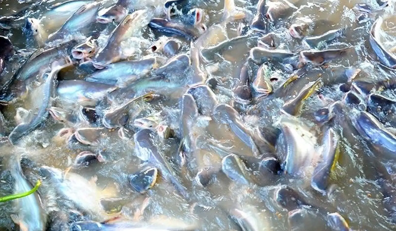 Grow-out pangasius