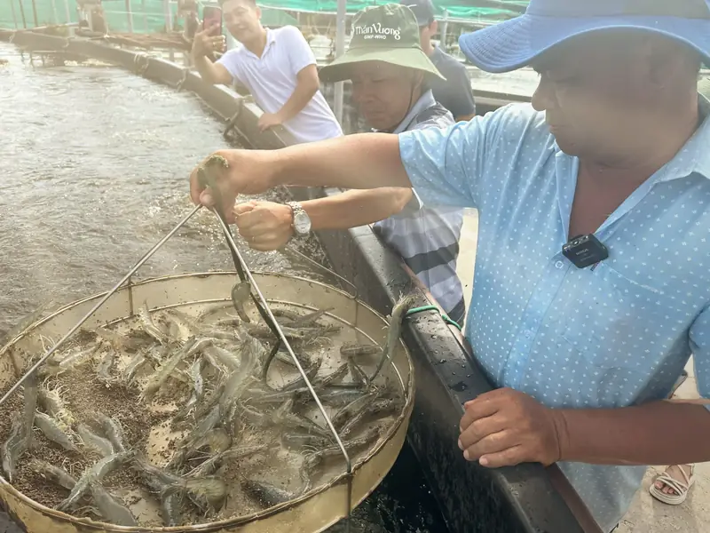 Kỹ thuật viên Thần Vương kiểm tra sàng tôm cùng chủ ao
