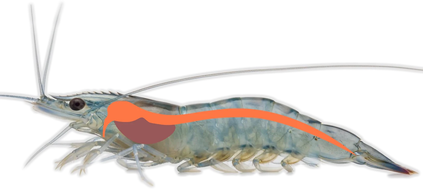 Side view of a whiteleg shrimp with the gut highlighted in orange along the back and the hepatopancreas behind the head in dark red.