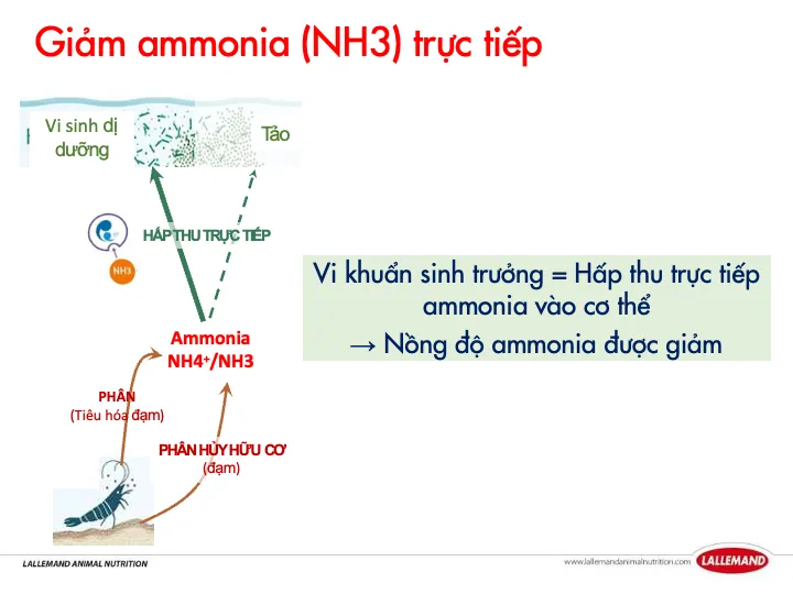 Enzyme mạnh