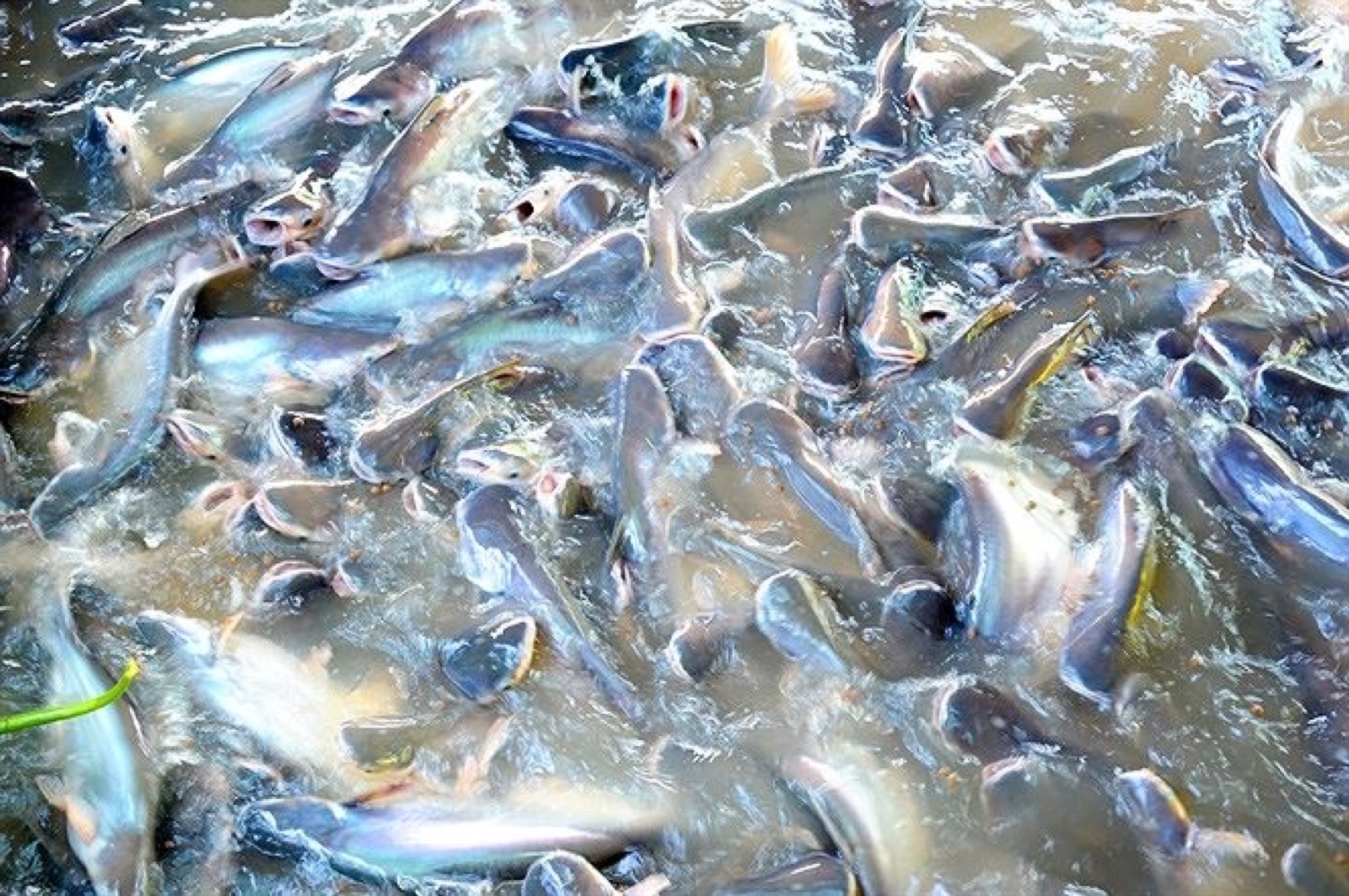 Cá tra thương phẩm trong ao nuôi