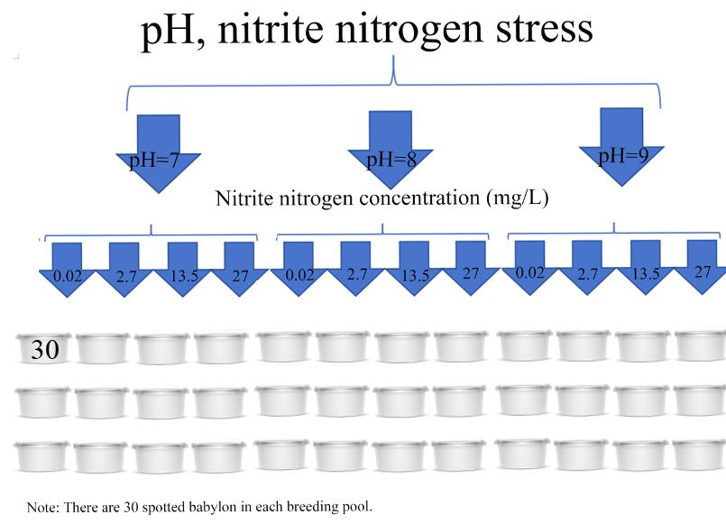 Thiết kế thí nghiệm 3 mức pH x 4 nồng độ nitrite trên ốc hương