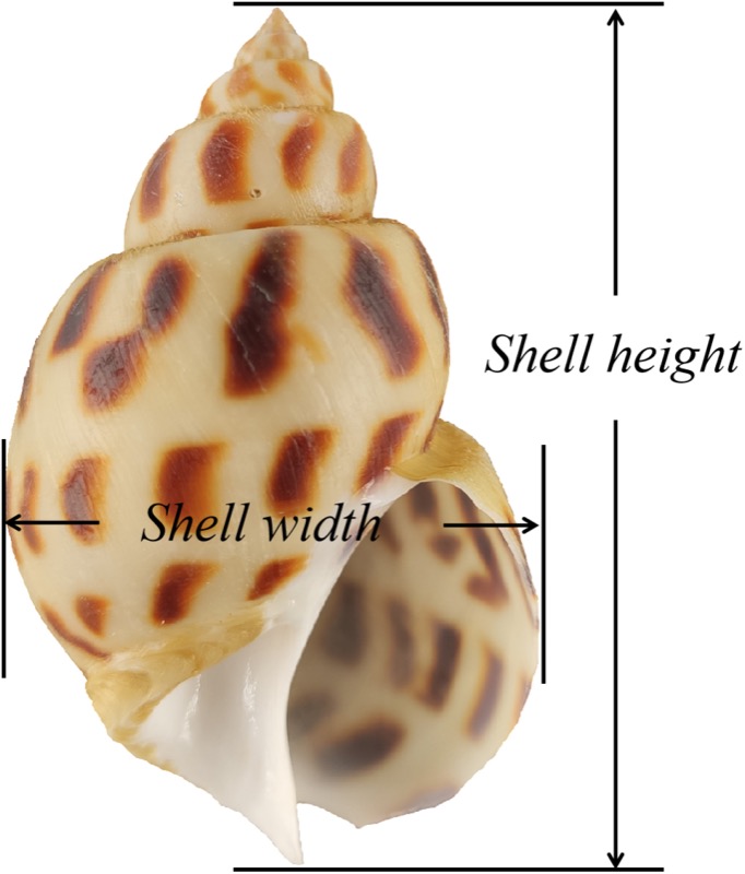 Ốc hương Babylonia areolata — ảnh từ bài báo PLOS ONE (CC BY)