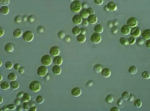 Tảo lục Chlorella