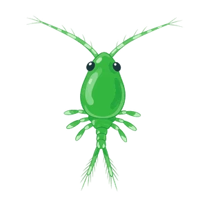 Chân chèo
