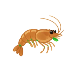 Ao ổn định — tôm khỏe