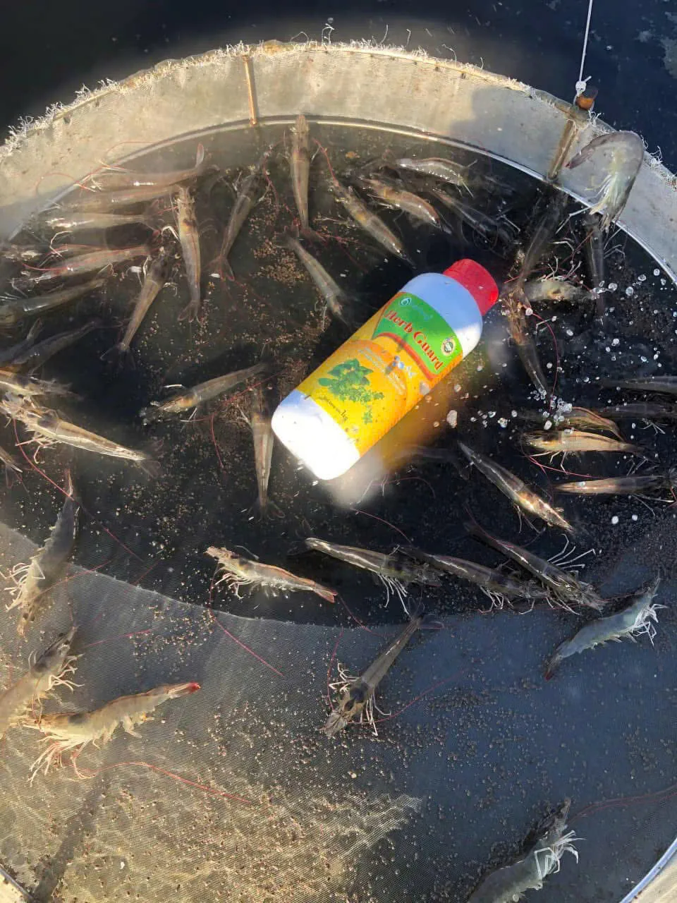 Feed-tray check: shrimp feeding well, full gut after mixing.
