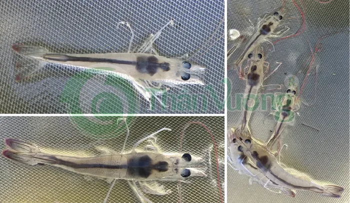 Hepatopancreas inspection, same feeding round