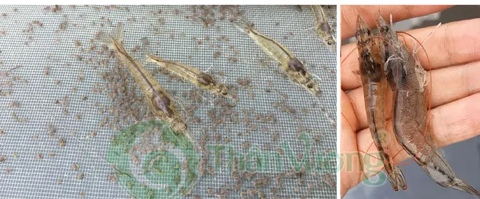 Gut and liver after feed mixing
