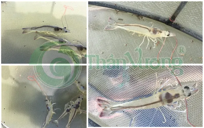 Firmer hepatopancreas, darker color