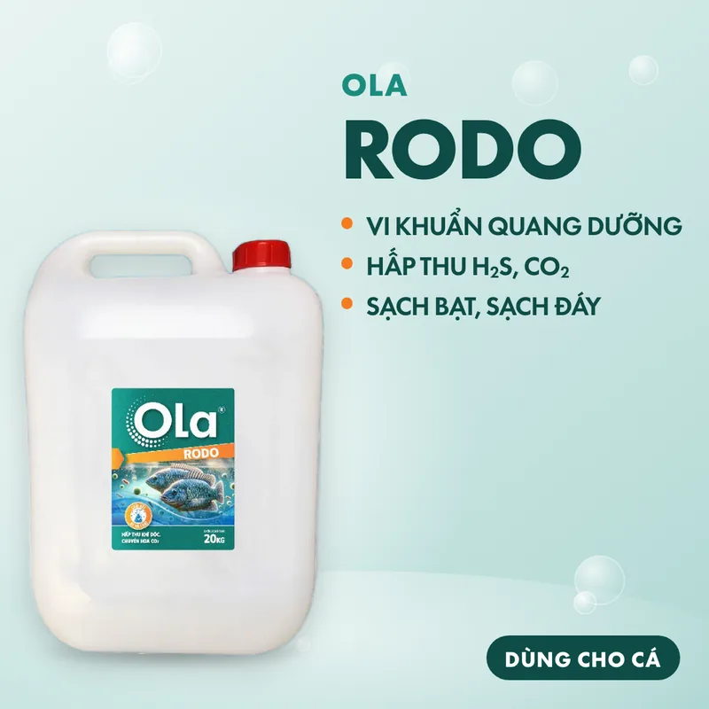 OLA RODO 2