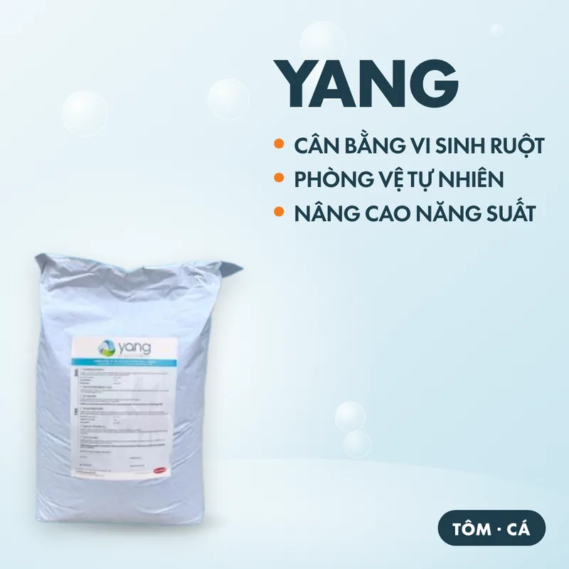 YANG 5