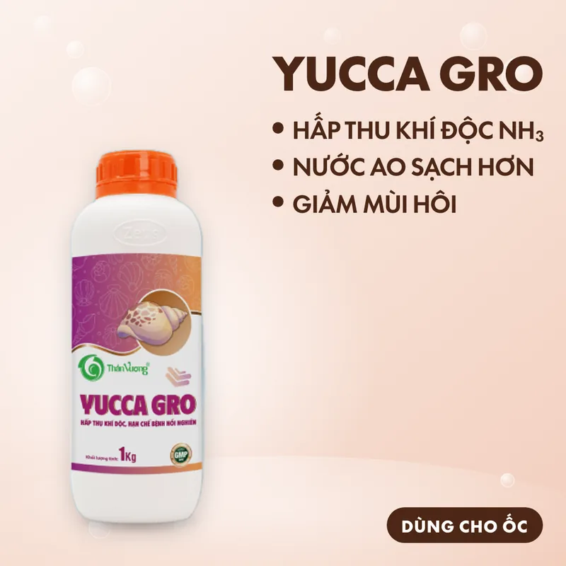 YUCCA GRO 2