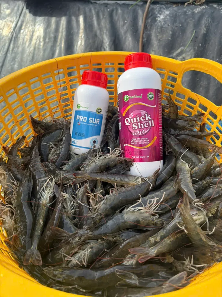 Bước 3 — Khoáng hoá vỏ sau lột