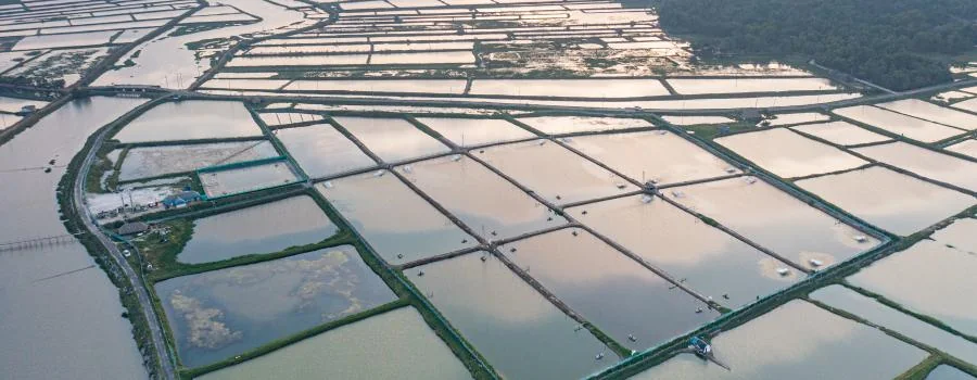 Vùng ao nuôi tôm nhìn từ trên cao lúc hoàng hôn, mỗi ao một quạt sục khí