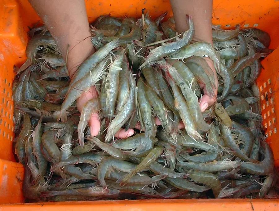Tôm thẻ chân trắng vừa thu hoạch trong sọt nhựa